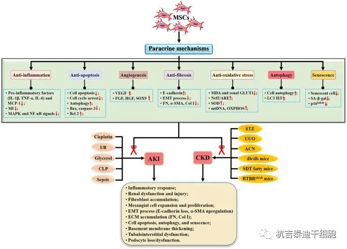 圖2：間充質(zhì)干細胞治療腎臟疾病的機制