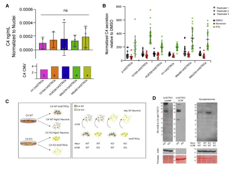 △人星形膠質(zhì)細胞分泌C4