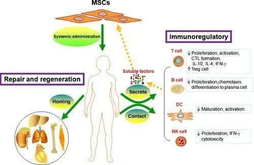△ 間充質(zhì)干細胞在治療紅斑狼瘡上的作用機制