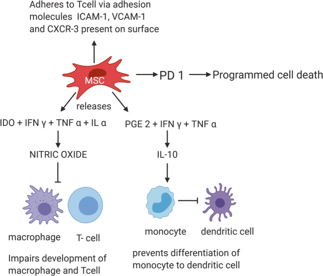 圖3：MSC通過(guò)TNF-α和細胞粘附分子介導的免疫抑制作用減少自身免疫效應