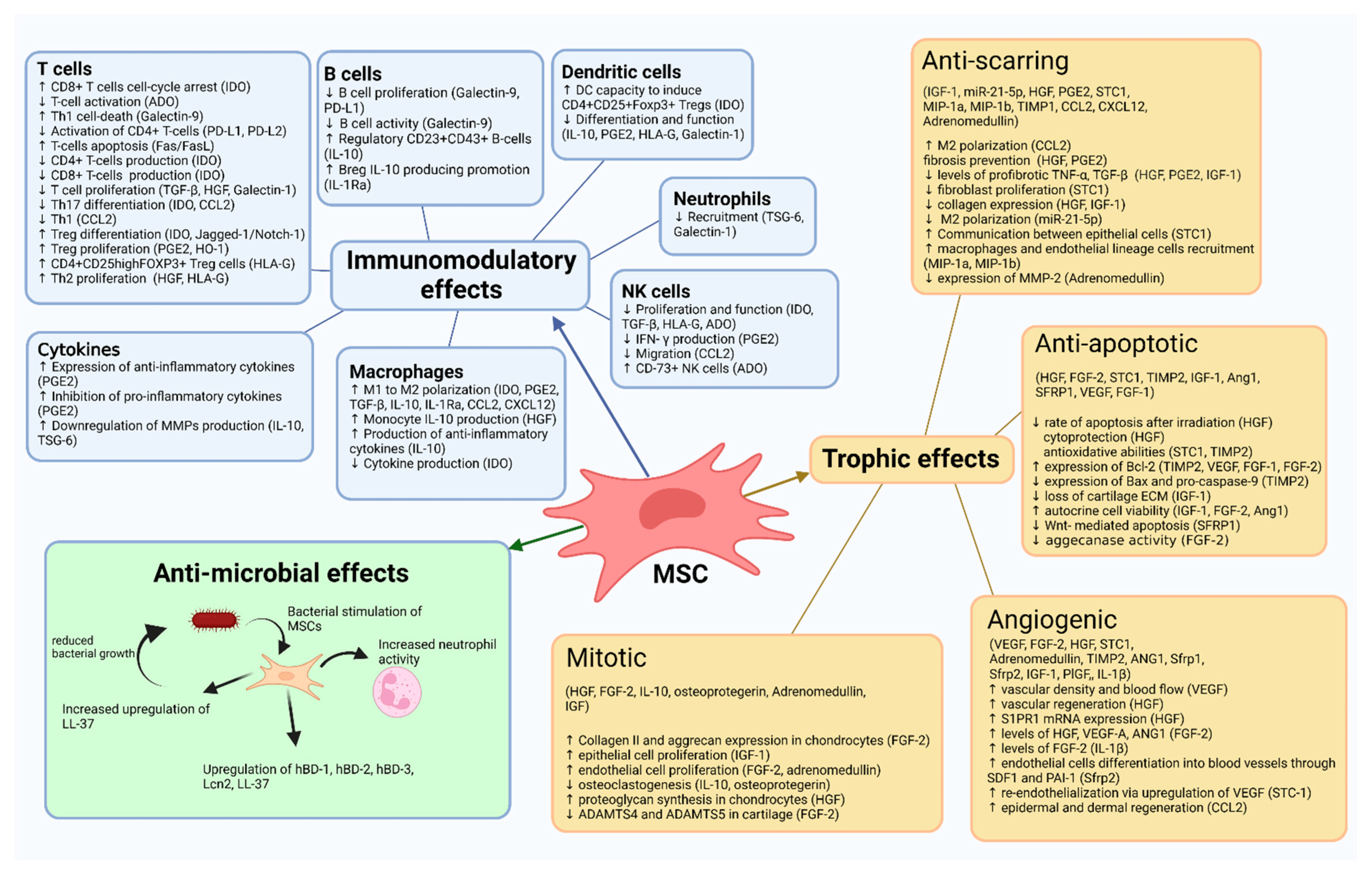 間充質(zhì)干細胞作用機制總結