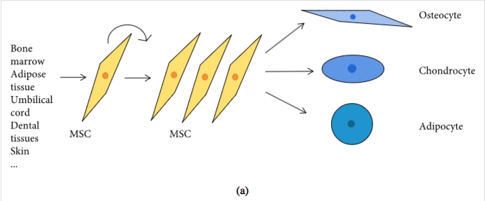 圖1:間充質(zhì)干細胞促進(jìn)組織修復和免疫抑制機制的示意圖 圖1:間充質(zhì)干細胞促進(jìn)組織修復和免疫抑制機制的示意圖