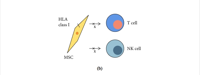 圖1:間充質(zhì)干細胞促進(jìn)組織修復和免疫抑制機制的示意圖 圖1:間充質(zhì)干細胞促進(jìn)組織修復和免疫抑制機制的示意圖