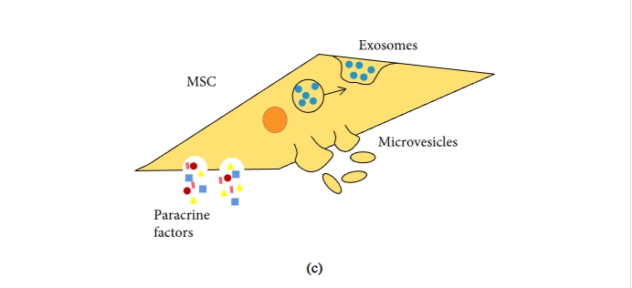 圖1:間充質(zhì)干細胞促進(jìn)組織修復和免疫抑制機制的示意圖 圖1:間充質(zhì)干細胞促進(jìn)組織修復和免疫抑制機制的示意圖
