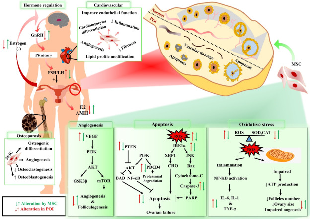 圖1：干細胞療法治療卵巢早衰（POI）患者的機制作用。