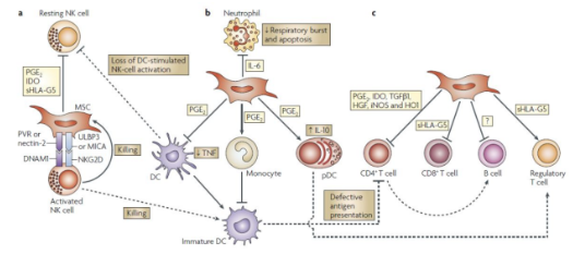 臍帶間充質(zhì)干細胞的機制作用