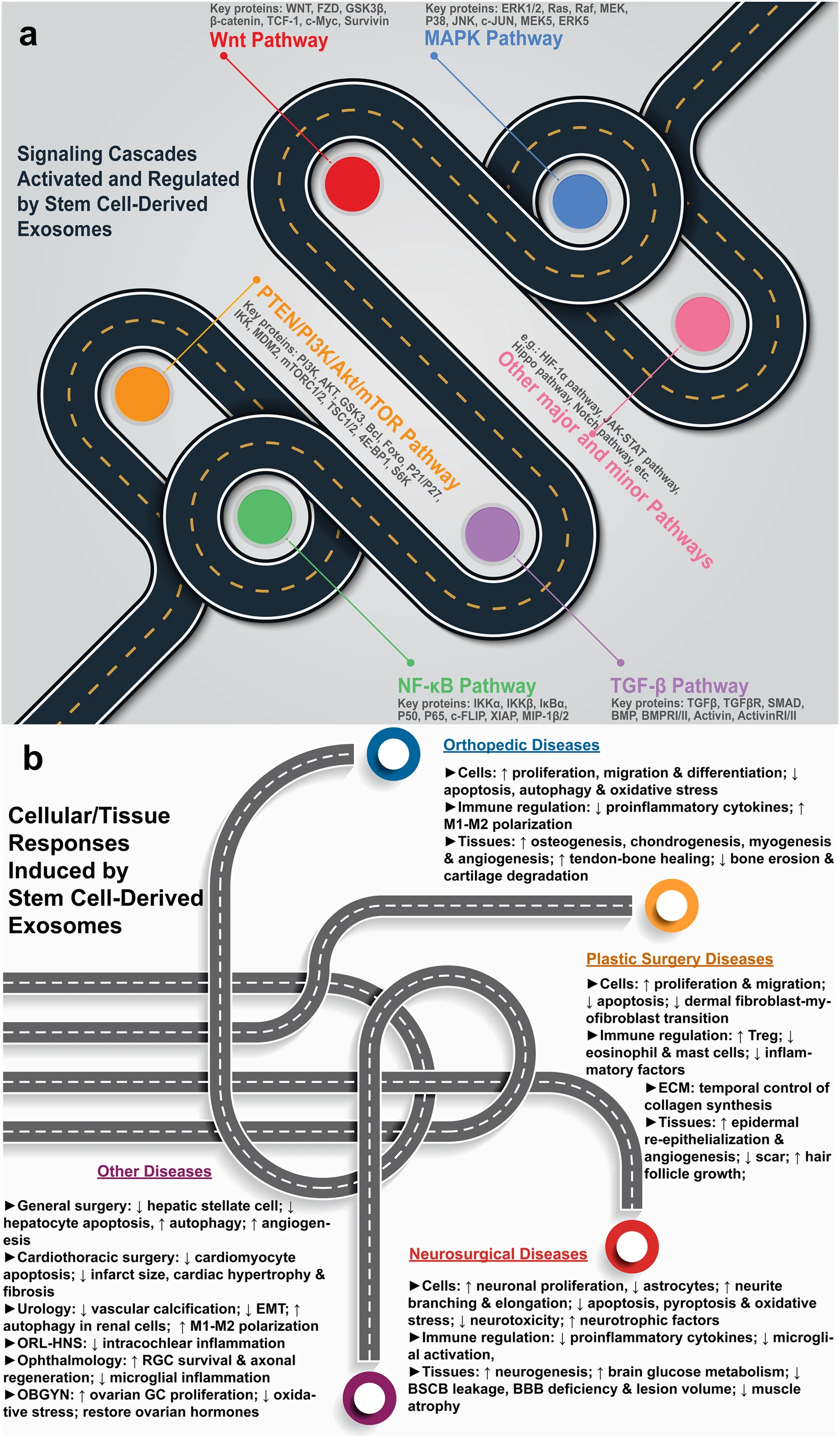 圖1：干細胞源性外泌體療法的機制。a各種信號通路的激活和調節。b疾病特異性細胞和組織反應。