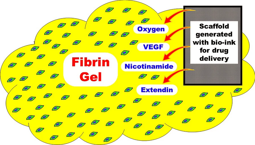 圖1：建議的MSC衍生IPC皮下移植模型。