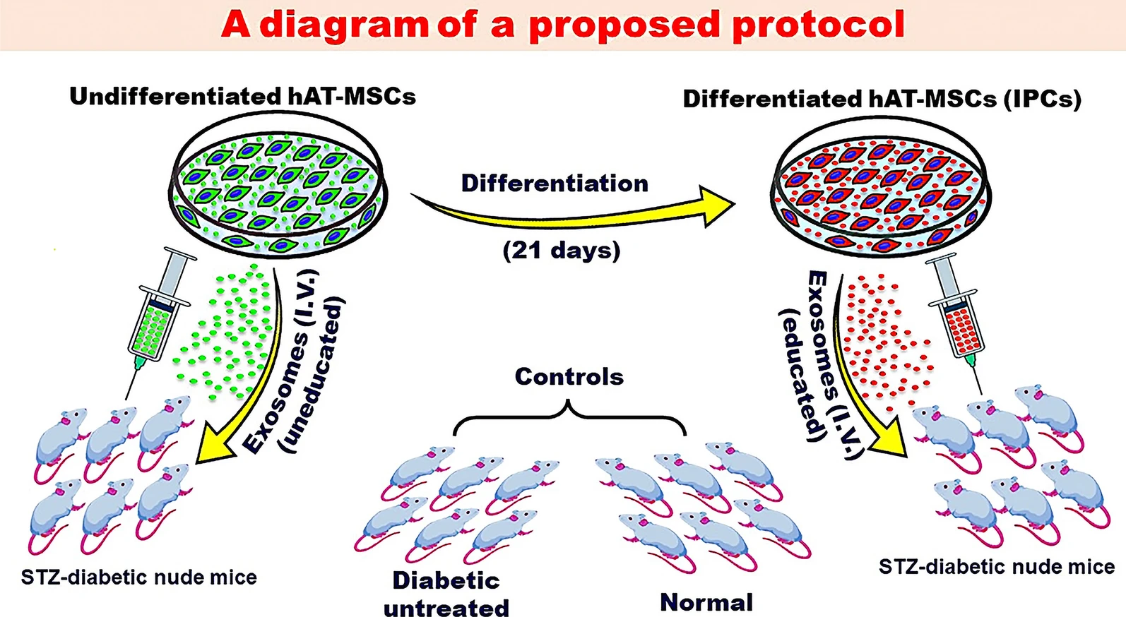 圖2：探索MSC衍生的外泌體潛在益處的建議方案。