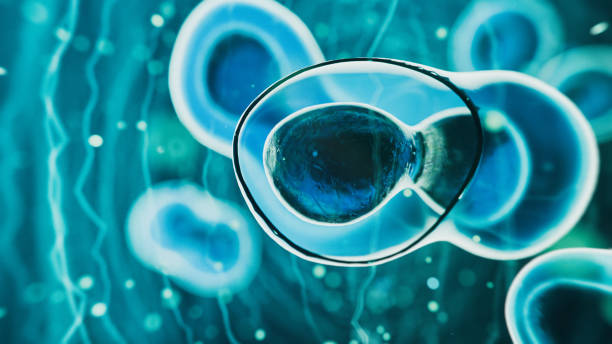 干細胞療法是永久性的嗎？