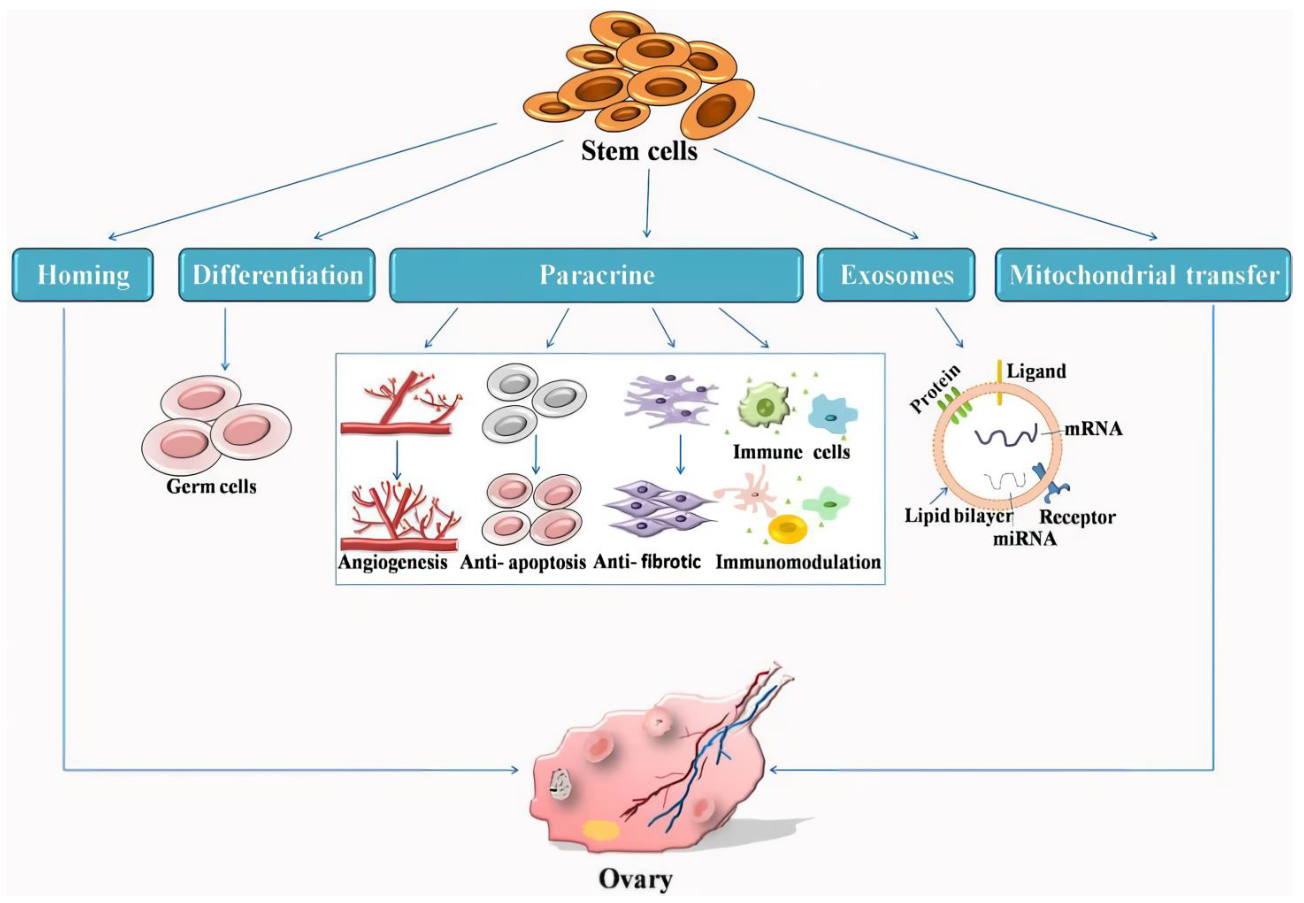圖1：干細胞治療卵巢早衰的機制示意圖。