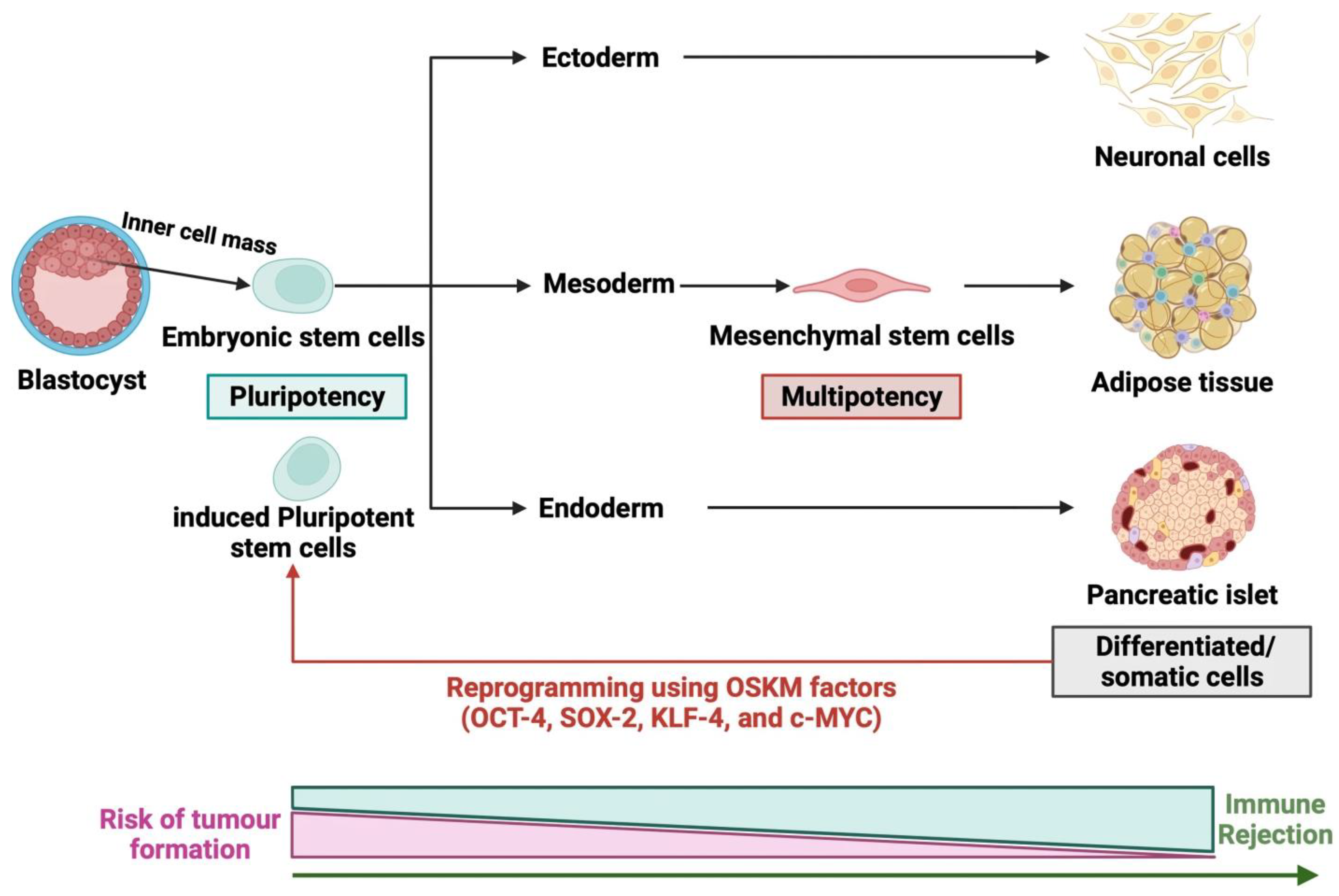 圖2：干細胞的各種來(lái)源
