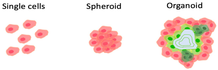 圖1：組織移植的方式。