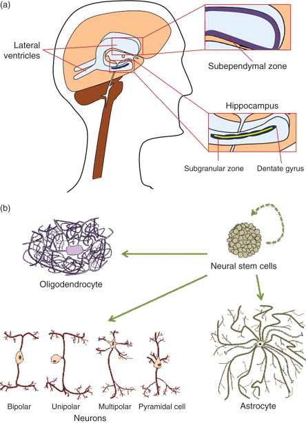圖1：神經(jīng)干細胞的來(lái)源和分化能力。