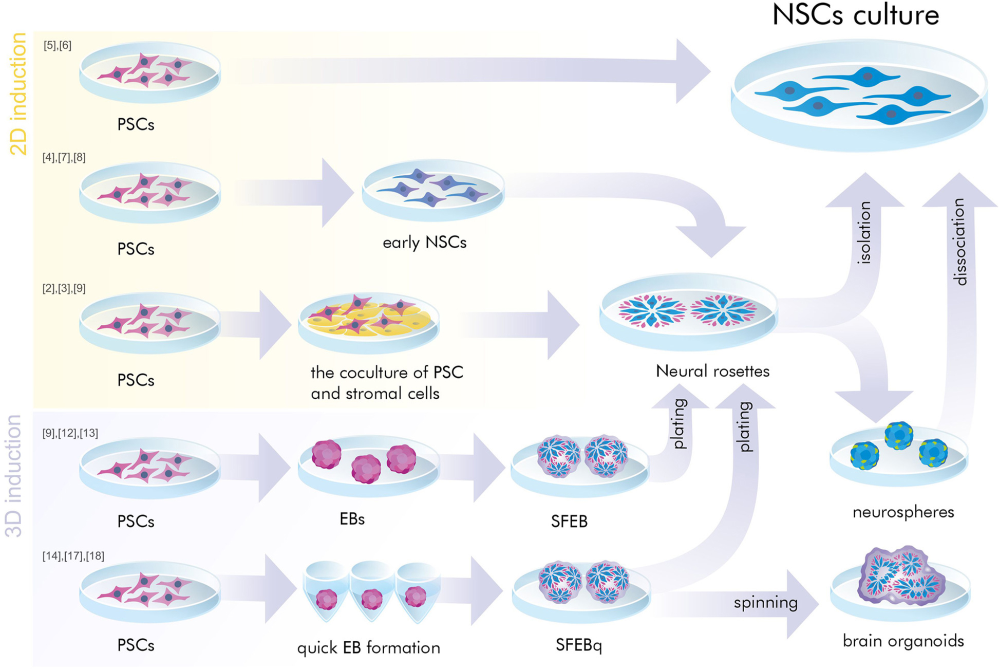 神經(jīng)干細胞是胚胎干細胞嗎？