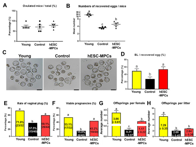 圖4：人胚胎干細胞衍生的間充質(zhì)祖細胞 (hESC-MPC) 對圍絕經(jīng)期小鼠排卵、胚胎發(fā)育、妊娠和產(chǎn)仔數的影響。