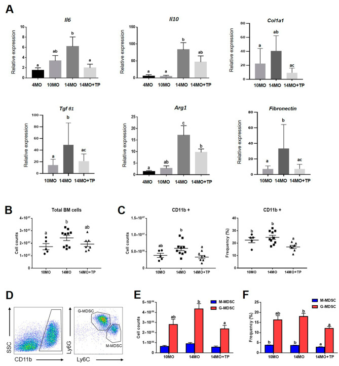 圖5：hESC-MPC對衰老卵巢中骨髓來(lái)源的MDSC數量以及炎癥和纖維化相關(guān)基因的影響。