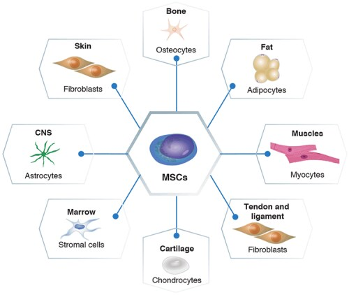 間充質(zhì)干細胞的分化潛力