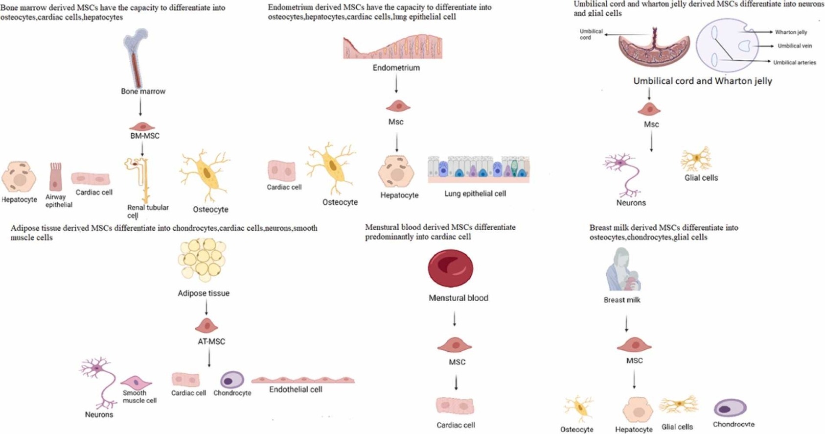 間充質(zhì)干細胞有哪些優(yōu)勢？