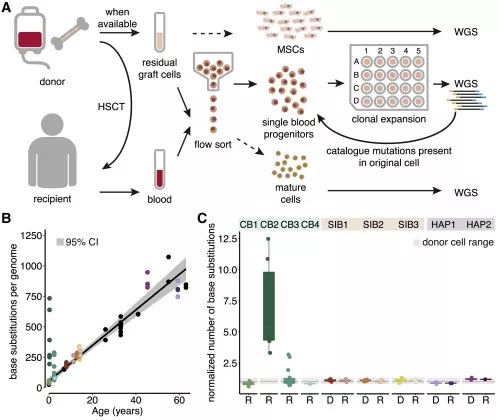 △瑪西瑪公主兒童腫瘤中心研究證實(shí)：人類(lèi)造血干細胞移植相關(guān)的突變積累基本在健康基線(xiàn)范圍內，干細胞移植不會(huì )增加DNA突變概率