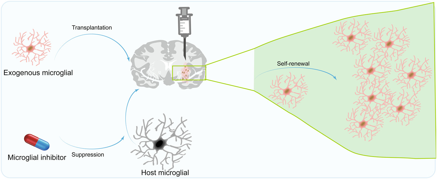 圖4：移植小膠質(zhì)細胞治療神經(jīng)系統疾病的機制