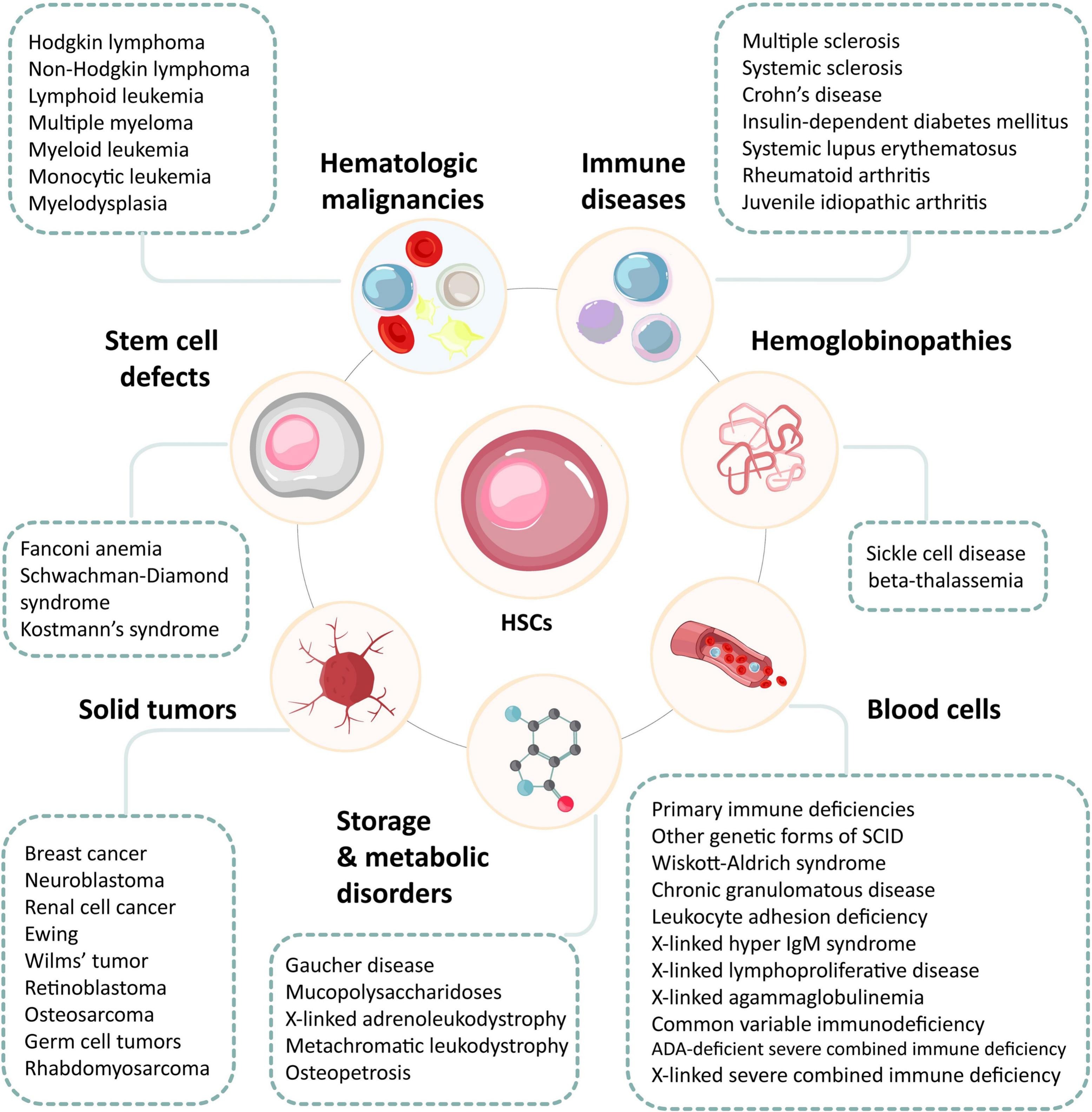 圖3：造血干細胞及其在治療血液和非血液疾病中的潛力。