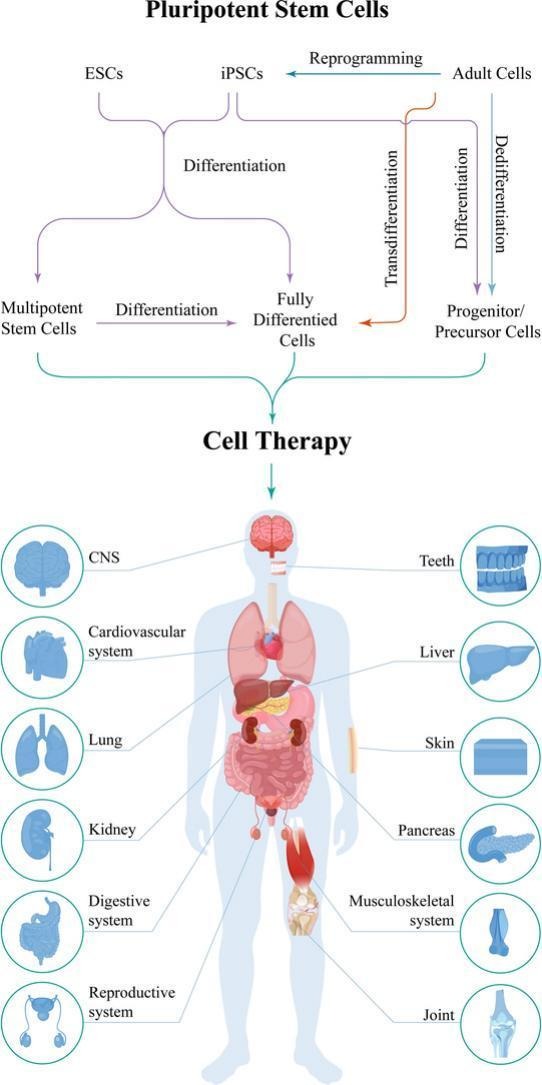 快速搞懂細胞全家福：同為細胞，它們有何不同？臨床應用潛力如何？