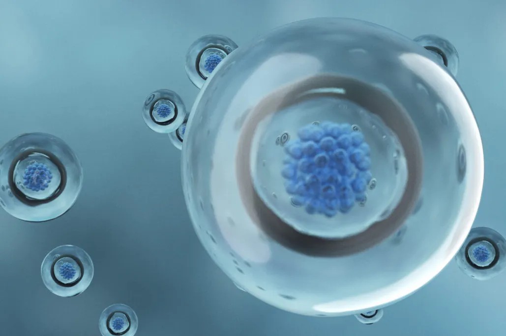 干細胞從哪里來(lái)？