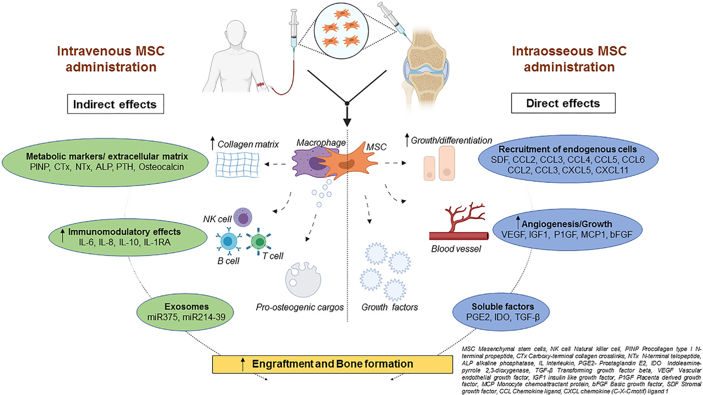 圖2：該圖顯示了根據文獻16-18和TERCELOI6試驗數據推測的間充質(zhì)干細胞體內分子機制及其給藥后對各種細胞功能的作用。