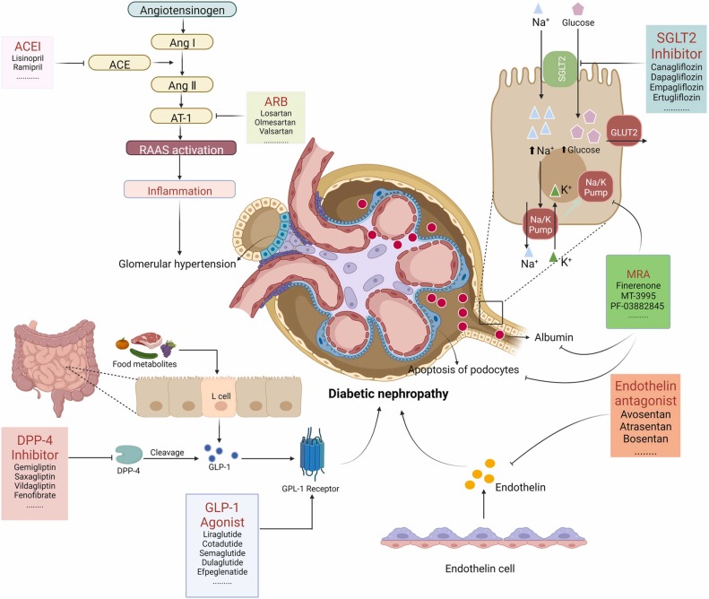 圖3：糖尿病腎病代表性藥物治療的基本機制。