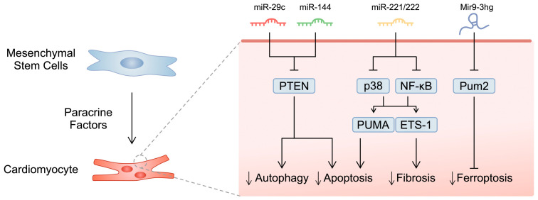 圖1：所選研究的示意圖，展示了間充質(zhì)干細胞分泌的microRNA分子對心肌細胞的影響。