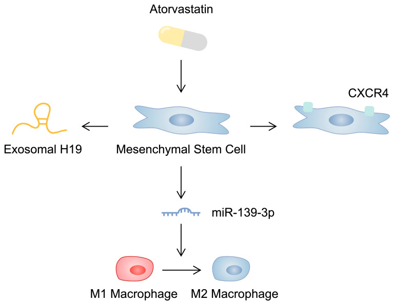 圖2：示意圖顯示阿托伐他汀對間充質(zhì)干細胞的影響，這可能會(huì )影響其心臟保護能力。