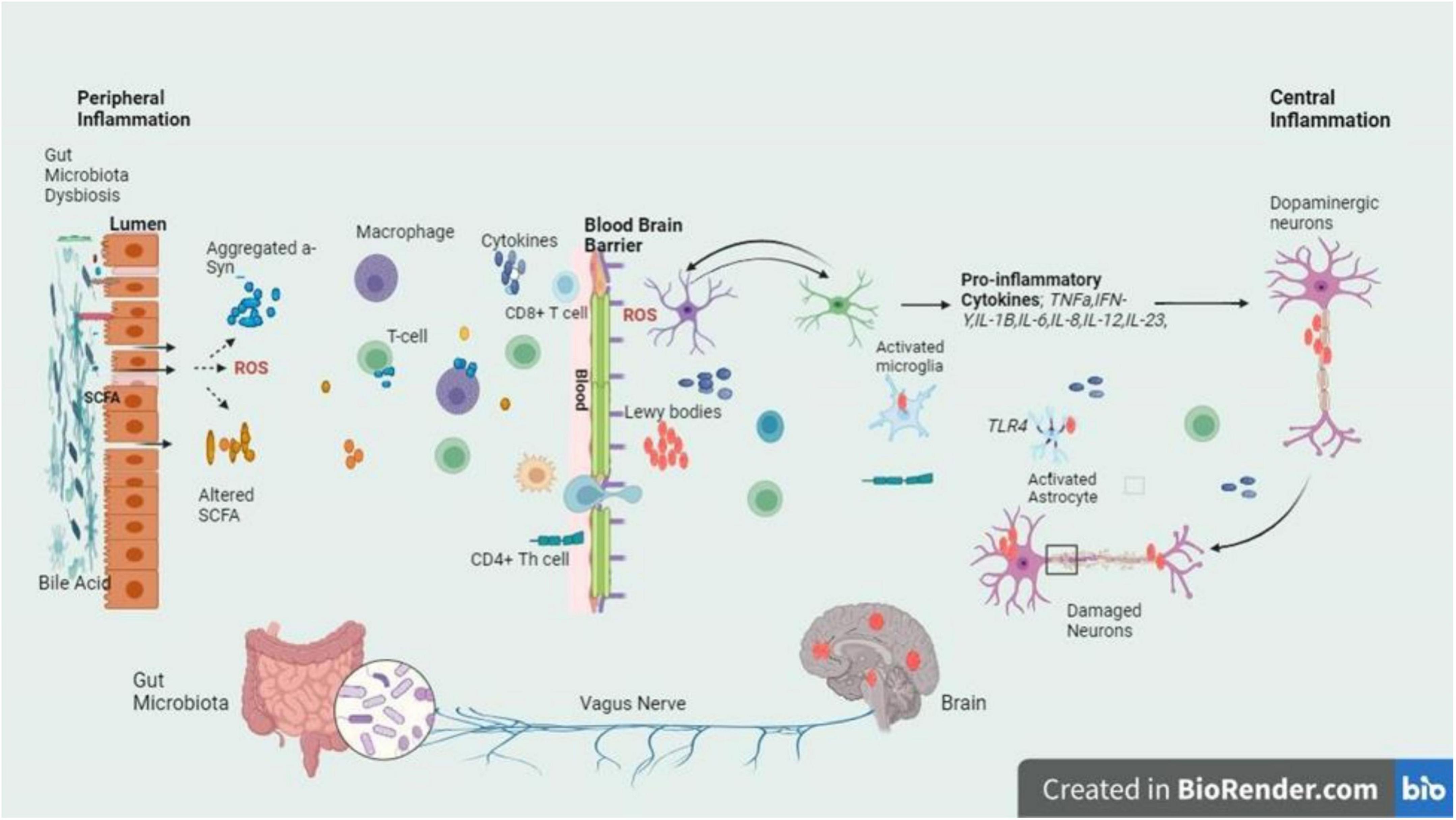 圖3：圖中的信號通路描繪了帕金森病腸道軸和大腦軸之間錯綜復雜的關(guān)系，重點(diǎn)是腸道內腔和BBB的菌群失調引發(fā)的炎癥級聯(lián)反應