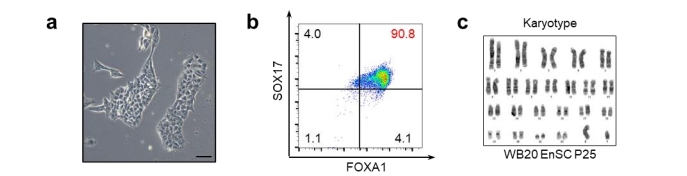 Enscs的形態(tài)、FACS的結果、WB20EnSC系的染色體分型結果