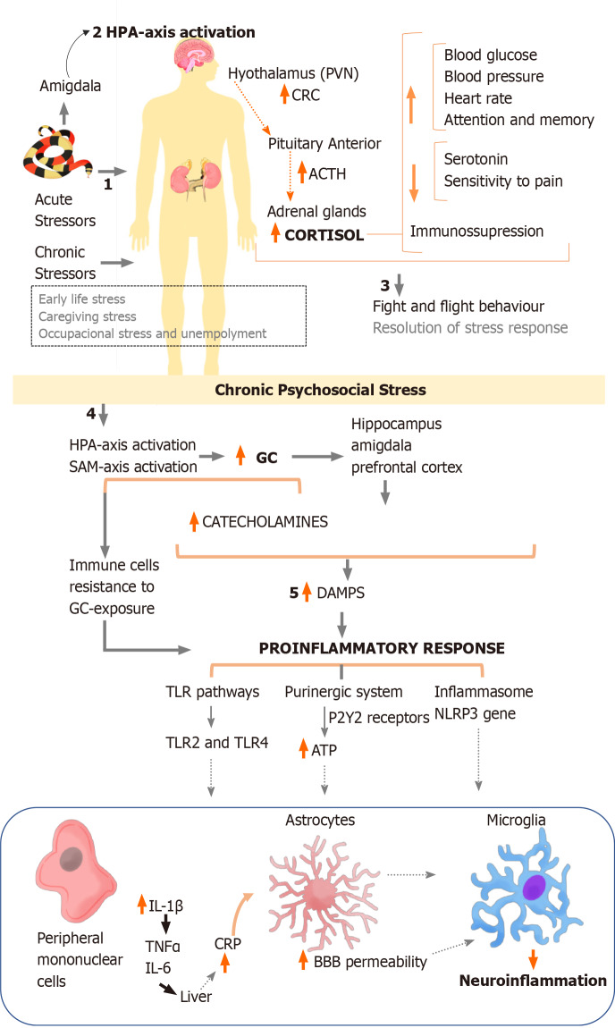 圖1：炎癥途徑應激急性和慢性反應的綜合。