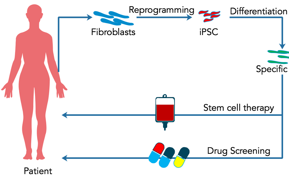 圖2. 干細胞在個(gè)體化醫療中的應用