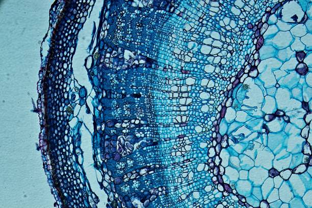 再生醫學(xué)的間充質(zhì)干細胞分泌組：先研究進(jìn)展如何