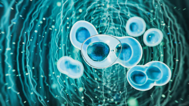 干細胞移植的新方法可能會(huì )克服免疫排斥 干細胞移植的新方法可能會(huì )克服免疫排斥