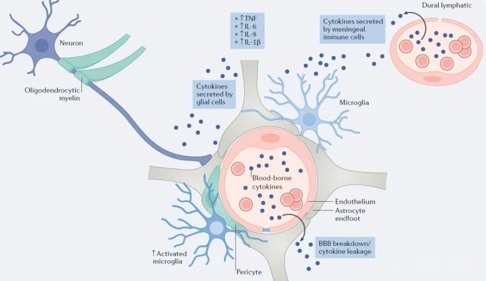 ▲從細胞學(xué)上看：抑郁癥的出現與小膠質(zhì)細胞數量減少有關(guān)