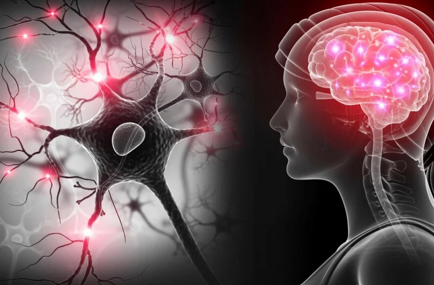 干細胞移植治療神經(jīng)系統疾病的現狀和未來(lái)展望 干細胞移植治療神經(jīng)系統疾病的現狀和未來(lái)展望