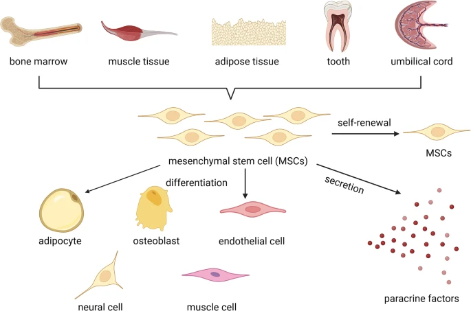 圖2：間充質(zhì)干細胞的來(lái)源和作用機制。