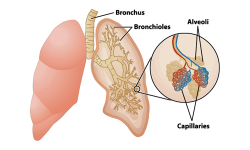 慢性阻塞性肺病如何影響肺部？