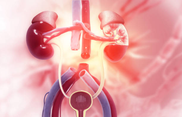 急性腎小管壞死-病因、癥狀、診斷和治療