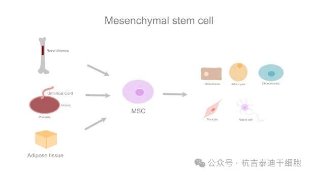 圖1：MSC的治療效果取決于供體來(lái)源