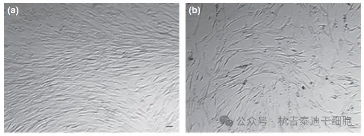 △圖a代表P3代，圖b代表P8代