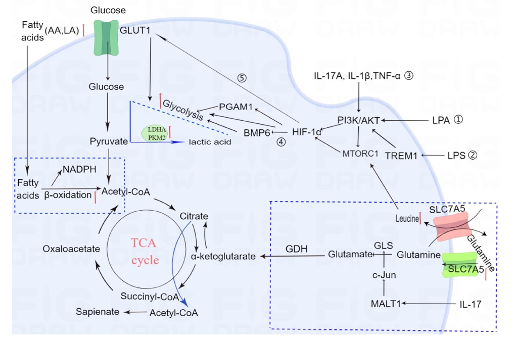 圖1：牛皮癬患者角質(zhì)形成細胞的代謝途徑發(fā)生改變。