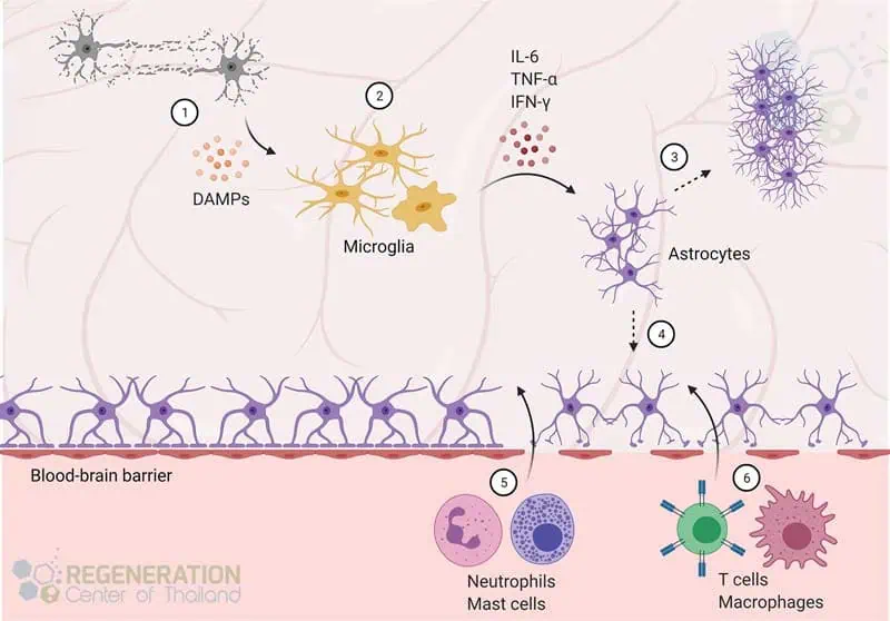 神經(jīng)元干細胞繞過(guò)血腦屏障