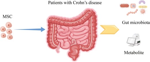 間充質(zhì)干細胞治療克羅恩病的機制圖