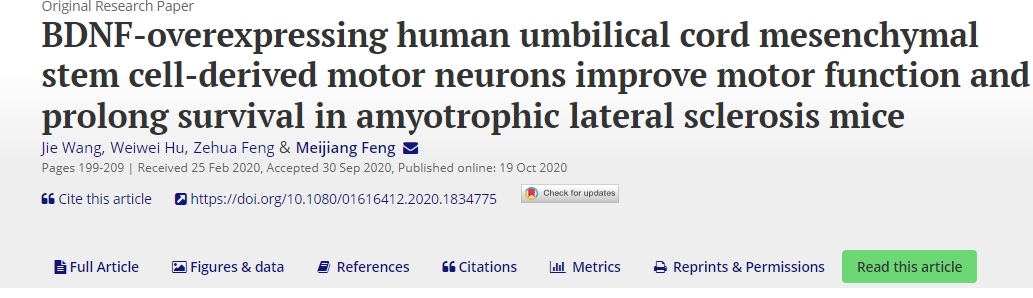 BDNF過(guò)度表達的人臍帶間充質(zhì)干細胞衍生的運動(dòng)神經(jīng)元可改善肌萎縮側索硬化癥小鼠的運動(dòng)功能并延長(cháng)生存期