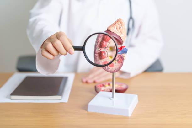 干細胞治療急性腎損傷中的應用——當前可用數據和未來(lái)展望